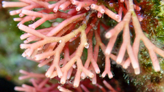 Tricleocarpa fragilis