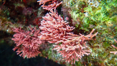 Tricleocarpa fragilis