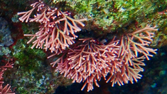 Tricleocarpa fragilis