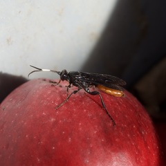 Protichneumon