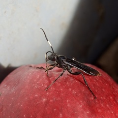 Protichneumon