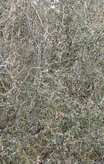 Castela erecta