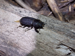 Dorcus parallelus