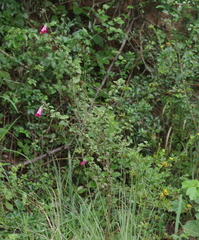 Hibiscus pedunculatus