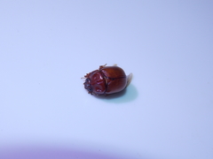 Odonteus