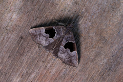 Hypena drucealis