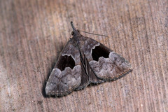 Hypena drucealis