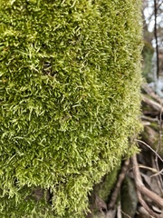 Brachythecium laetum