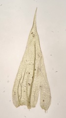 Brachythecium laetum