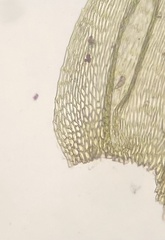 Brachythecium laetum