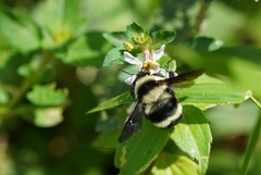 Bombus brasiliensis