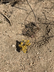 Eriophyllum pringlei