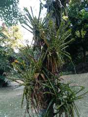 Aechmea correia-araujoi