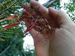 Aechmea correia-araujoi