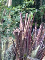Billbergia amoena