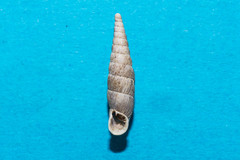 Macrogastra densestriata