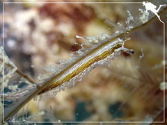 Lomanotus vermiformis