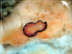 Pseudobiceros fulgor