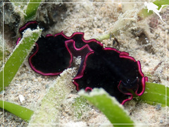 Pseudobiceros gloriosus