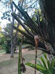 Aechmea correia-araujoi