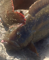 Cebidichthys violaceus