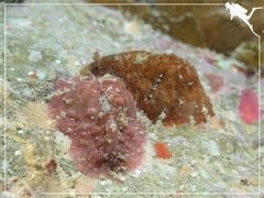 Dolabrifera dolabrifera