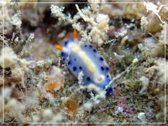 Hypselodoris infucata