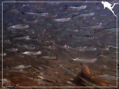 Sardinella