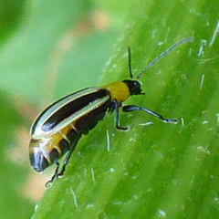 Acalymma trivittatum