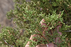 Juniperus coahuilensis