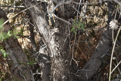 Juniperus coahuilensis