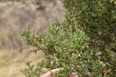 Juniperus coahuilensis