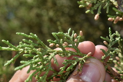 Juniperus coahuilensis