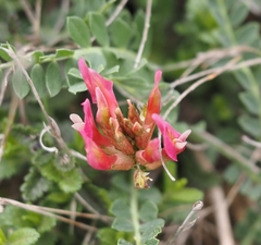 Astragalus incanus incanus