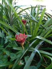 Canistrum aurantiacum