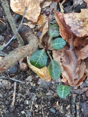 Pyrola americana