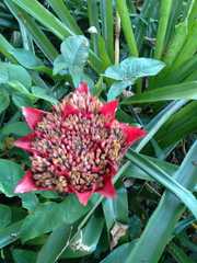 Canistrum aurantiacum