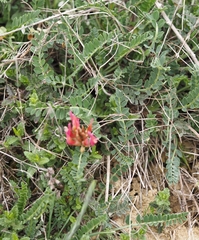Astragalus incanus incanus