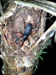 Rhinostomus barbirostris image