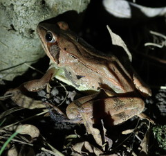 Rana dalmatina
