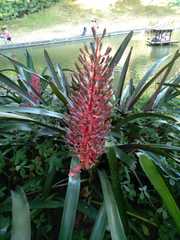 Portea petropolitana