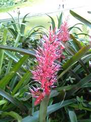 Portea petropolitana
