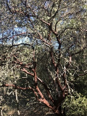 Arctostaphylos columbiana