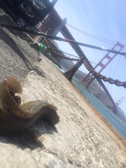 Cebidichthys violaceus