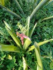 Billbergia amoena