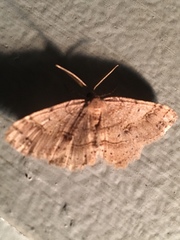 Melanolophia signataria