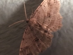 Melanolophia signataria