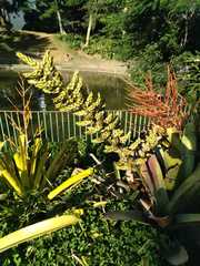 Hohenbergia