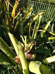 Billbergia amoena