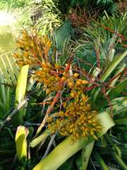 Aechmea leptantha